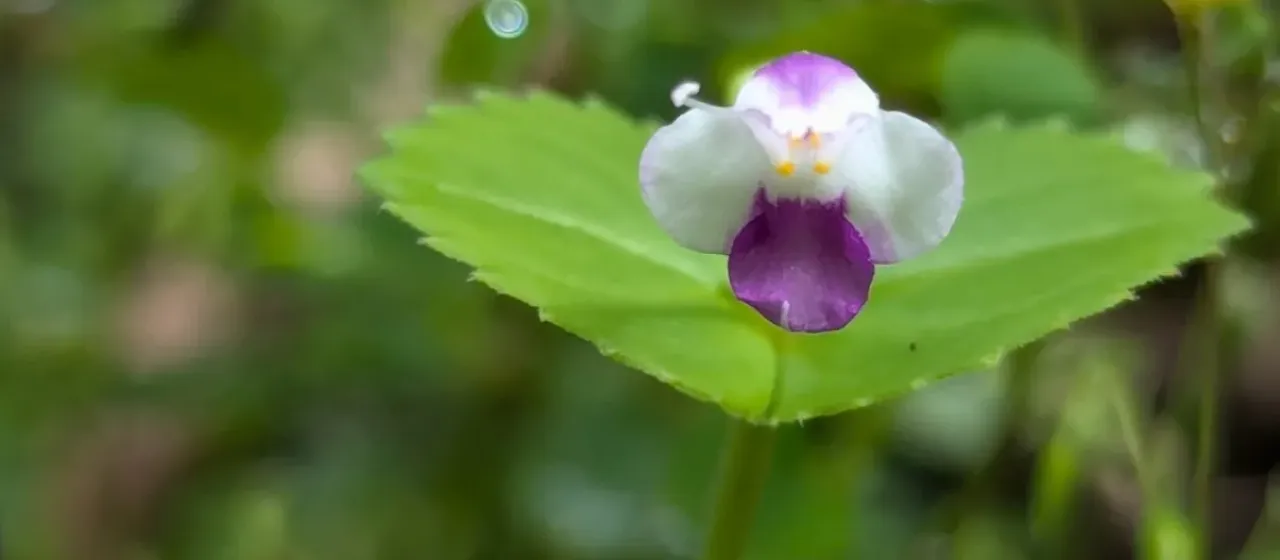 Craterostigma nummulariifolium