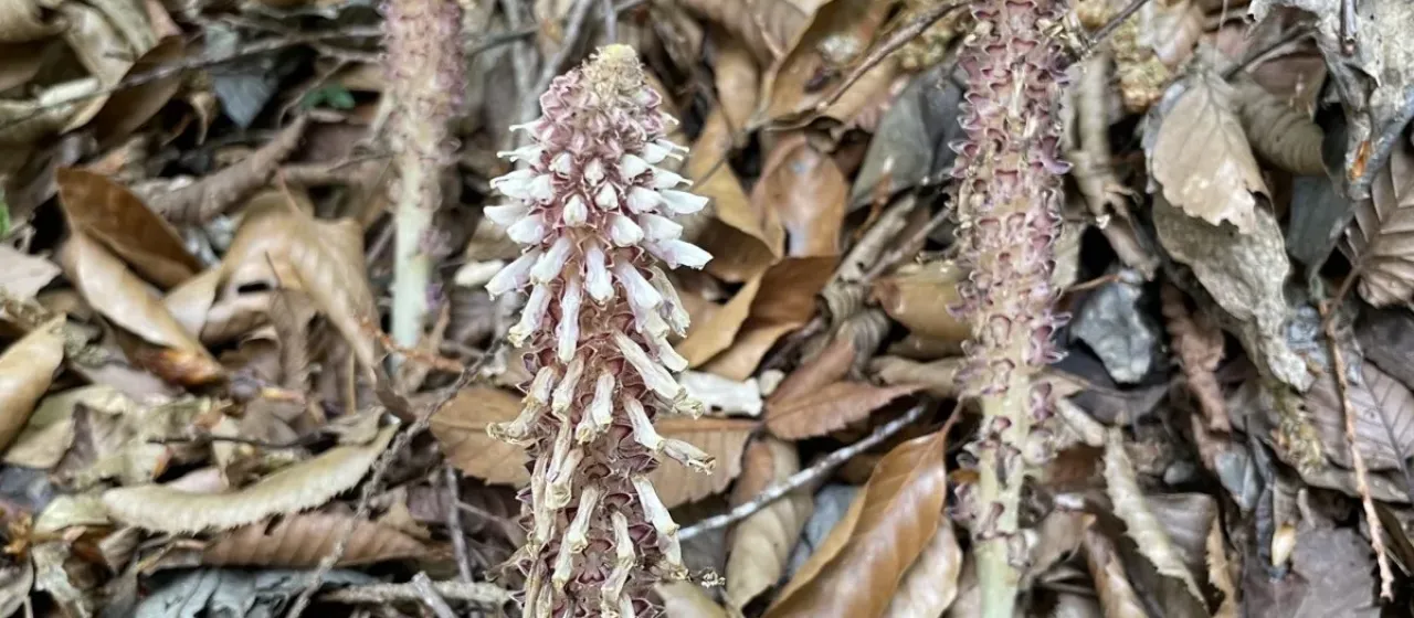 Japanese toothwort