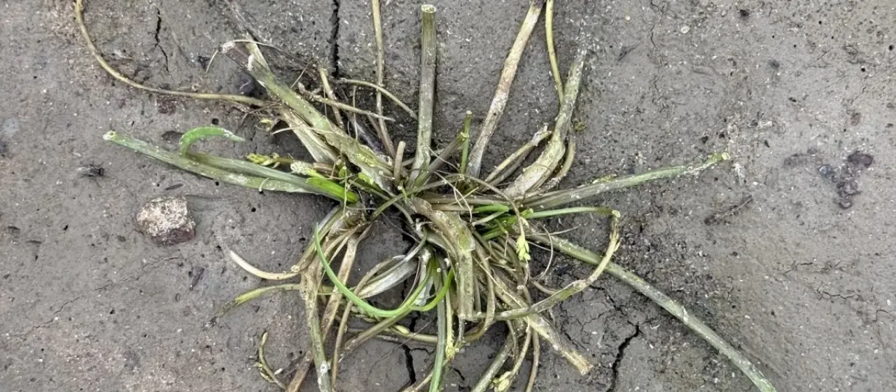 Triglochin scilloides