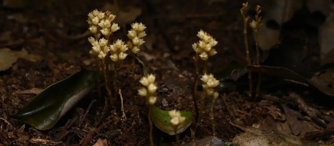 Petrosavia sakuraii