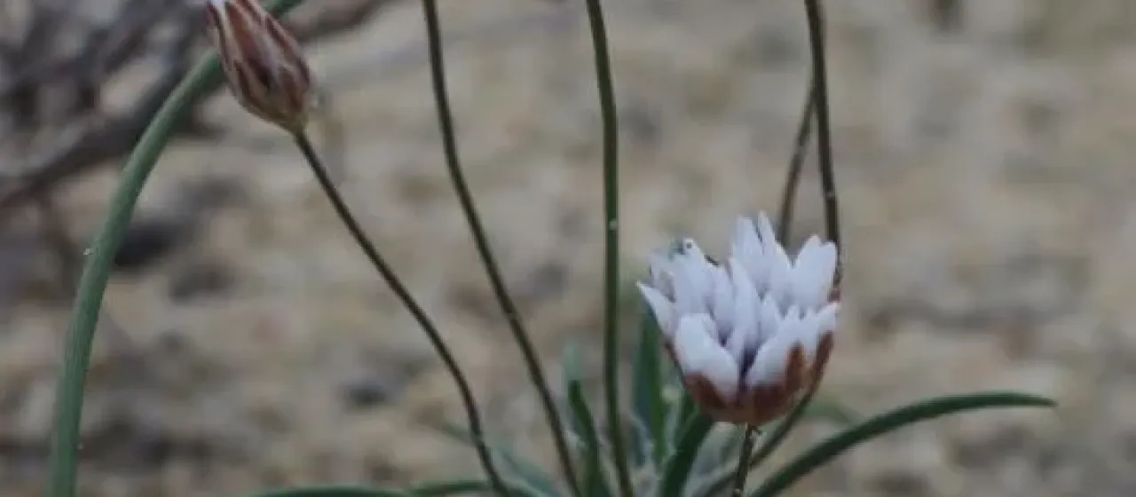 Laxmannia grandiflora