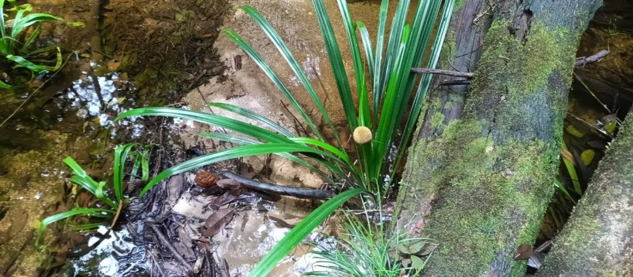 Thurnia sphaerocephala