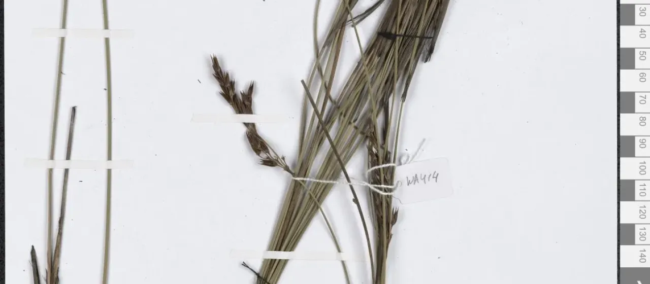 Anarthria gracilis