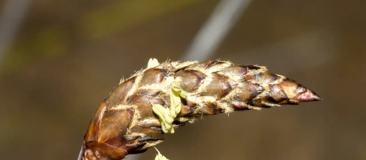 Ecdeiocolea monostachya