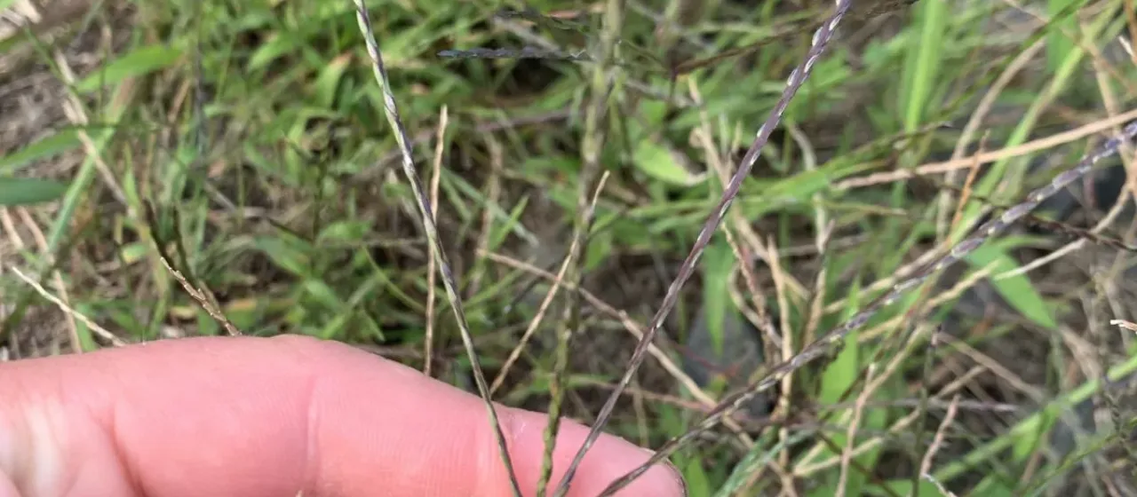 Egyptian crabgrass