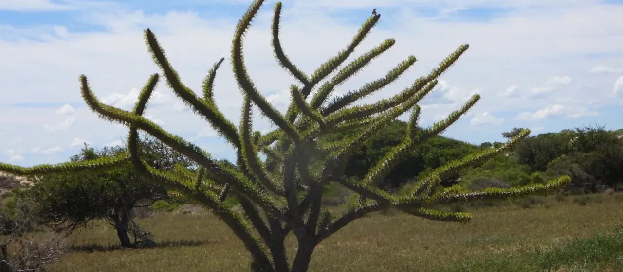 Didierea madagascariensis