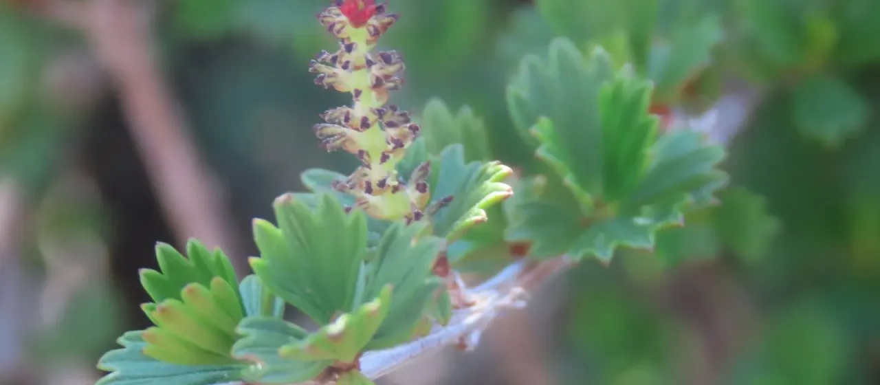 Resurrection bush
