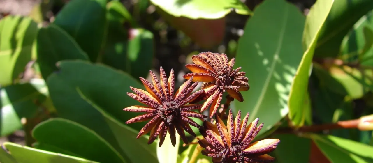 Medusagyne oppositifolia