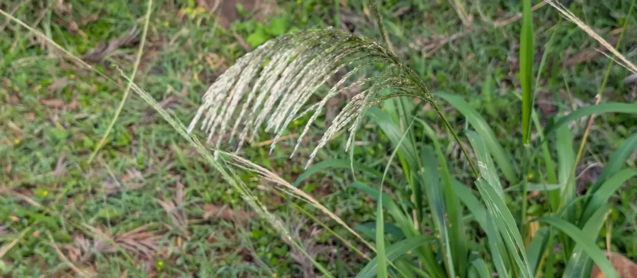 Sourgrass