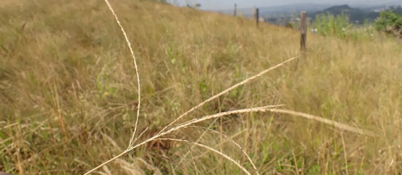 Coast finger grass