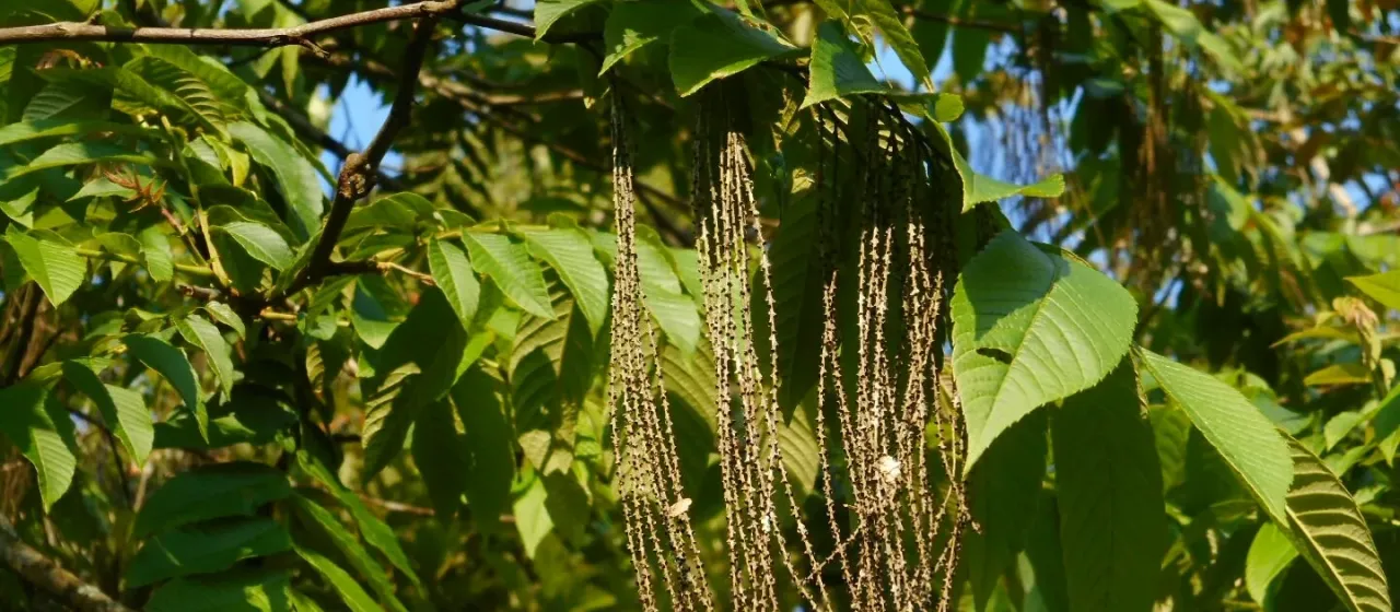 Rhoiptelea chiliantha