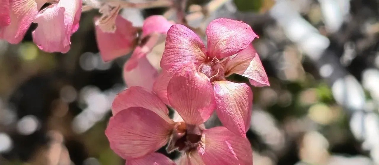 Viviania marifolia