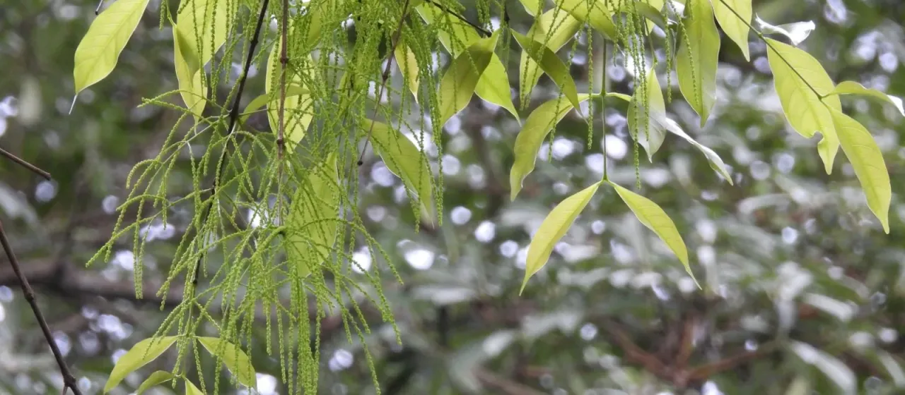Crypteronia paniculata