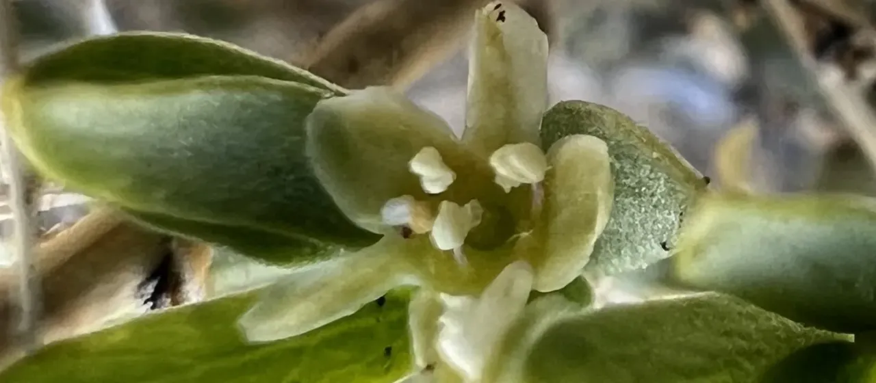 Nevada greasebush