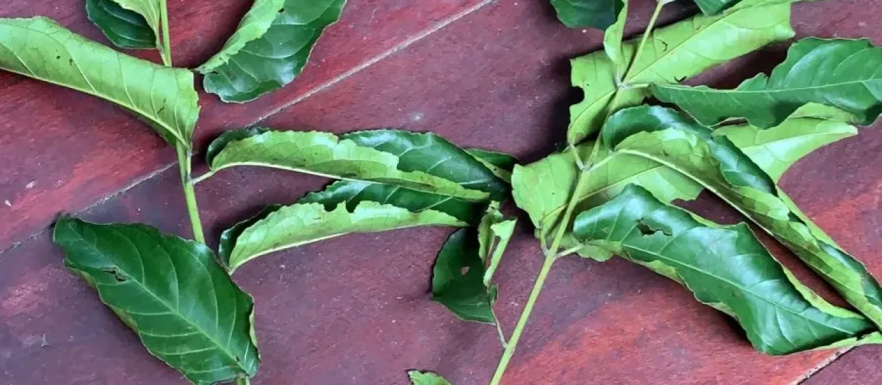 Huertea glandulosa