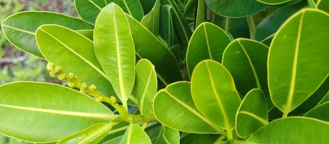 Stillingia lineata
