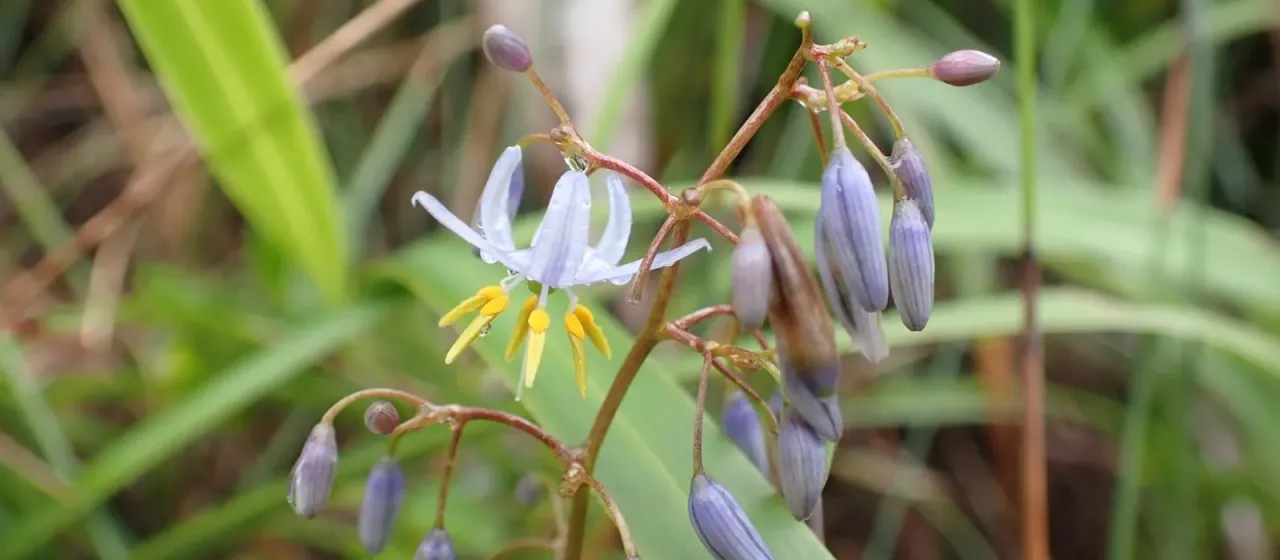Blue flax-lily