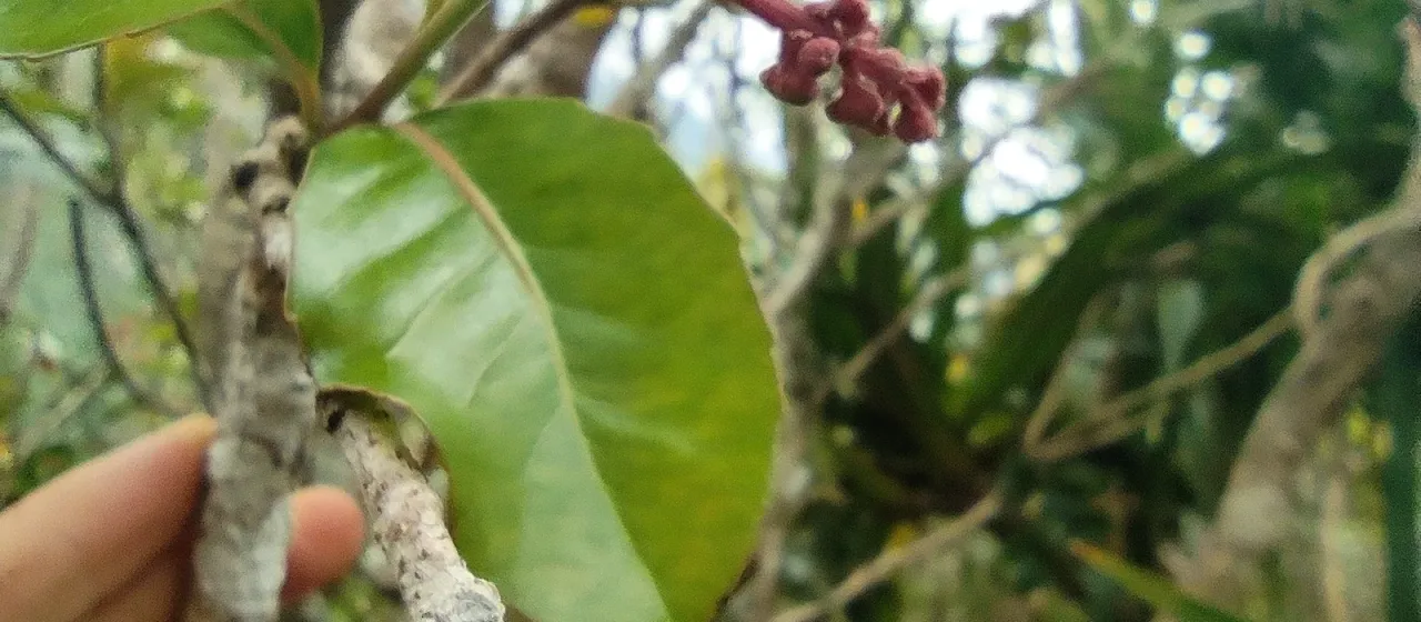 Homalium paniculatum