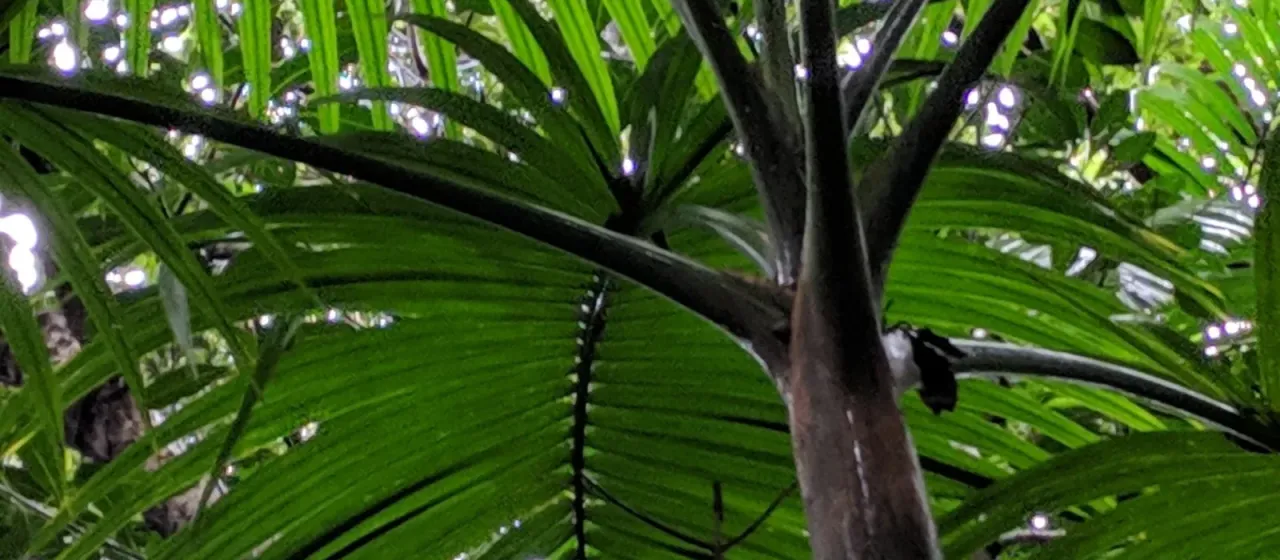 Hyophorbe indica
