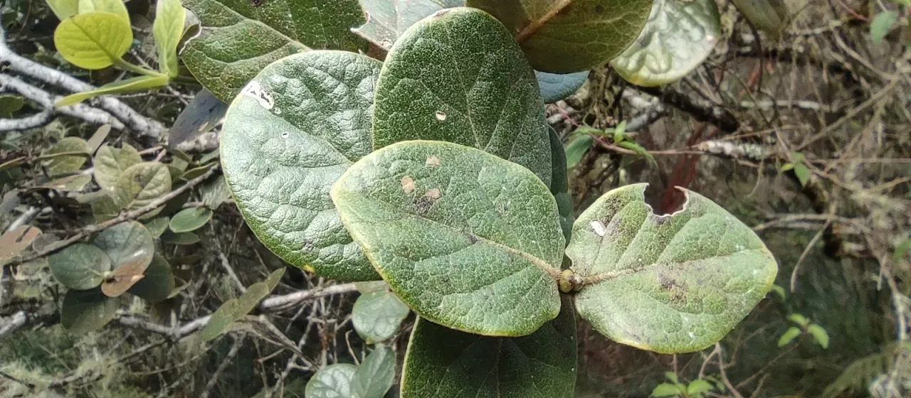 Monimia rotundifolia