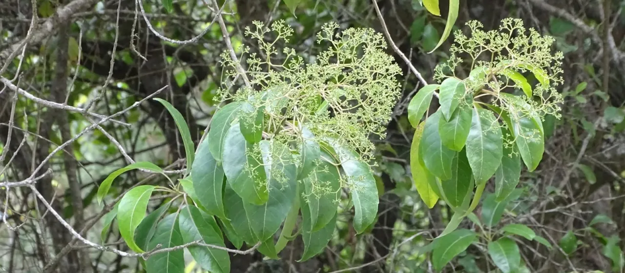 Nuxia floribunda