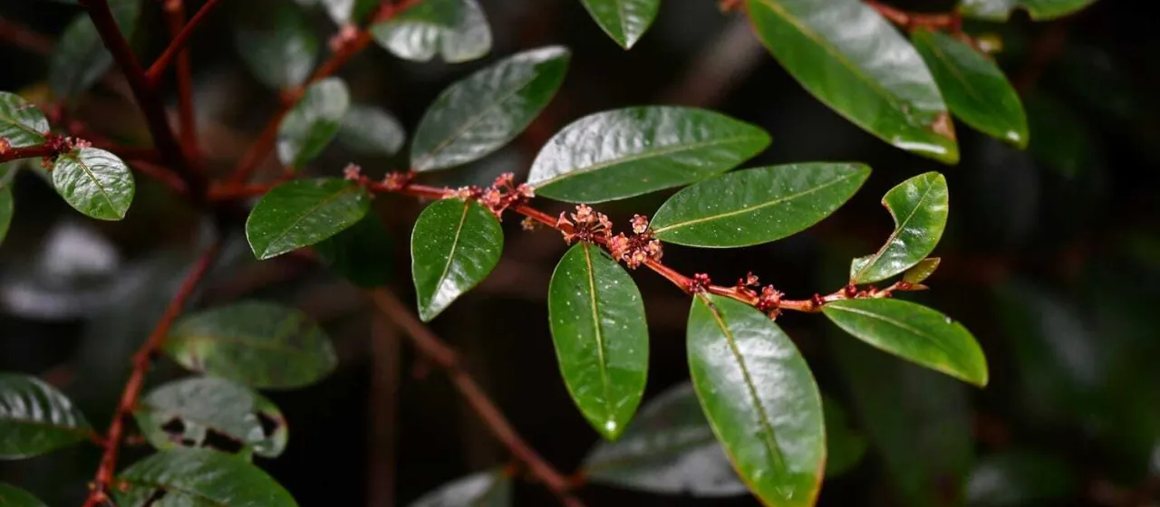 Phyllanthus phillyreifolius