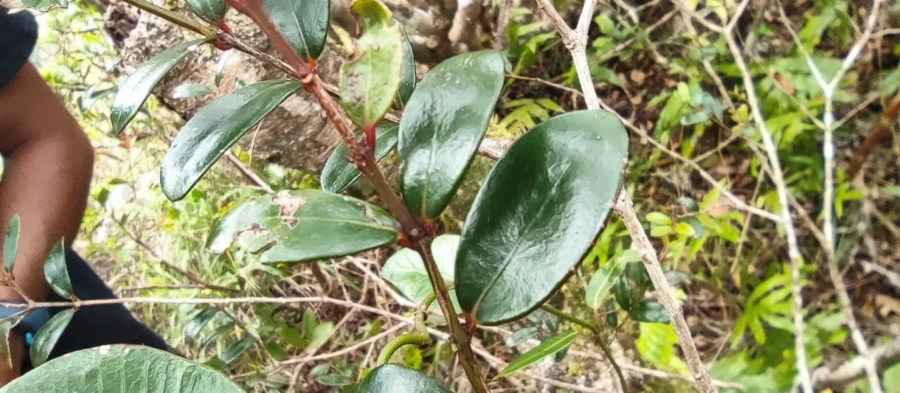 Pleurostylia pachyphloea