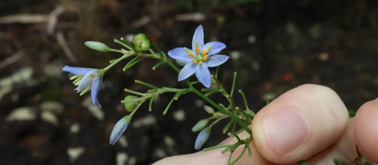 Blue flax-lily