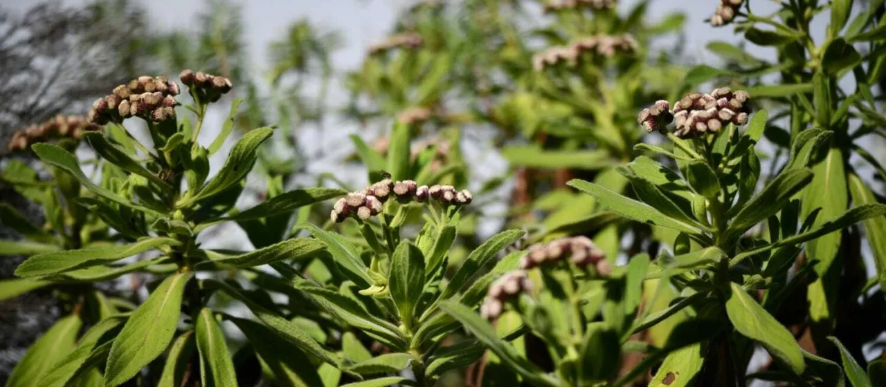 Psiadia anchusifolia