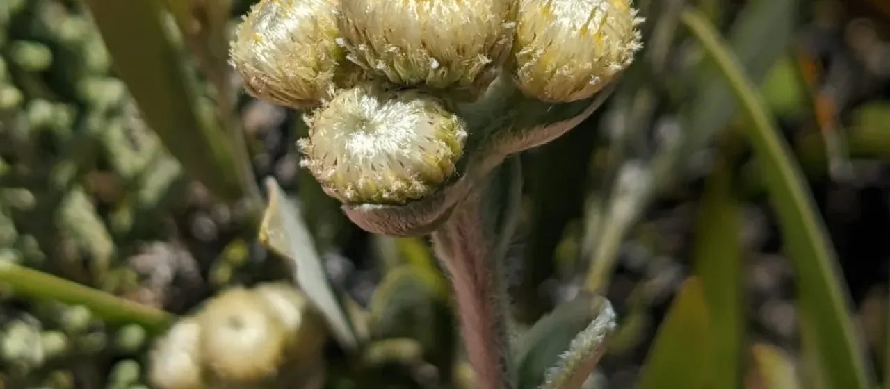 Silver Psiadia