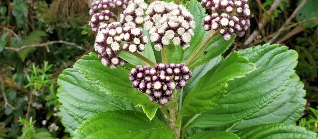 Psiadia boivinii