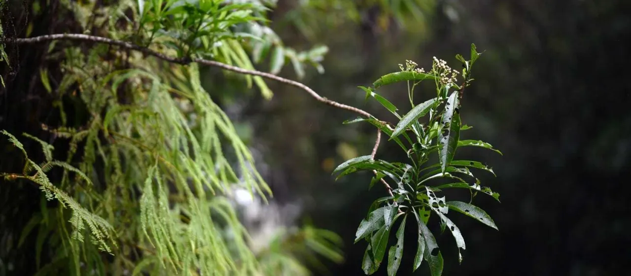 Psiadia laurifolia