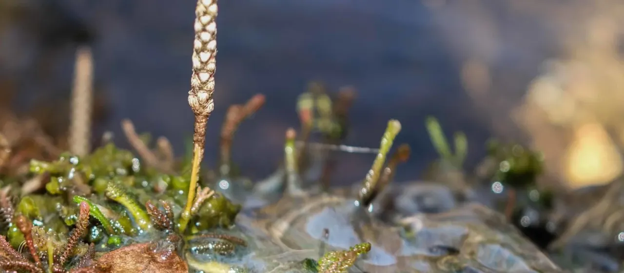 Hydrostachys verruculosa