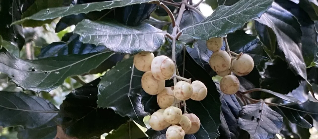 Куртисия зубчатая
