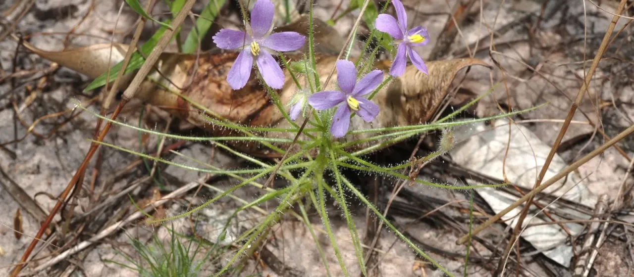 Byblis liniflora