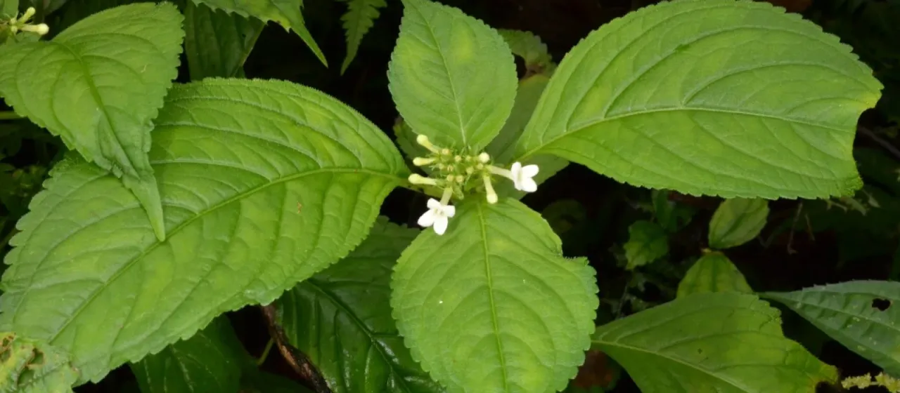 Carlemannia tetragona