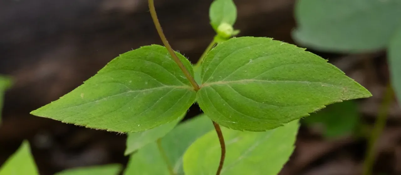 Cunila origanoides