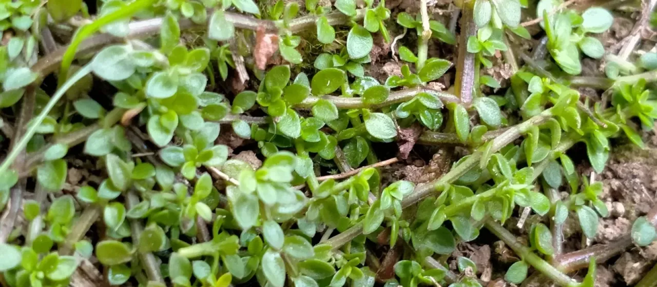 Tetrachondra hamiltonii