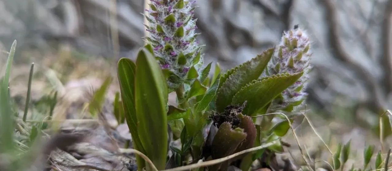 Besseya alpina