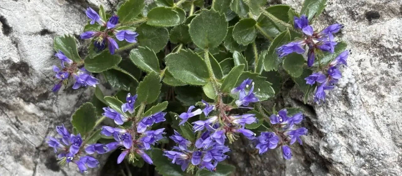 Paederota bonarota