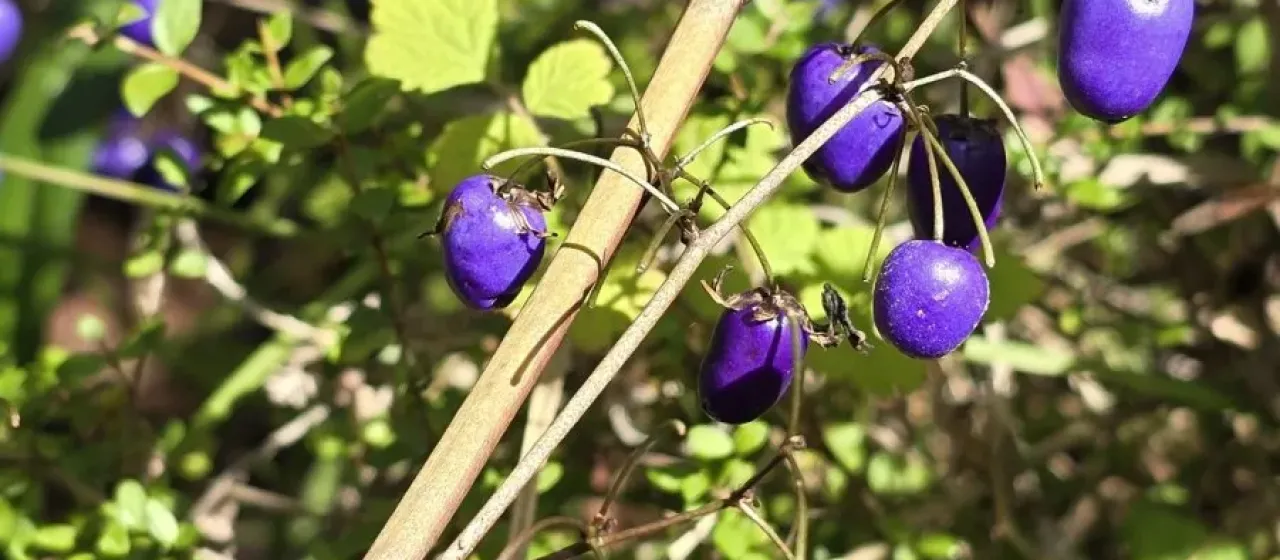 Blue flax-lily