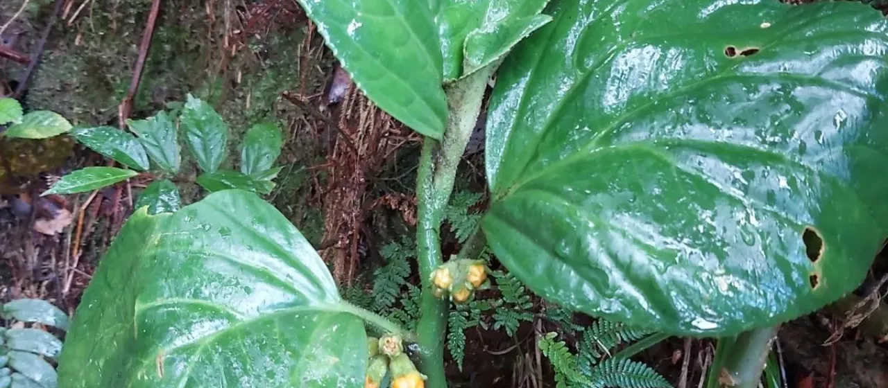 Pentaphragma