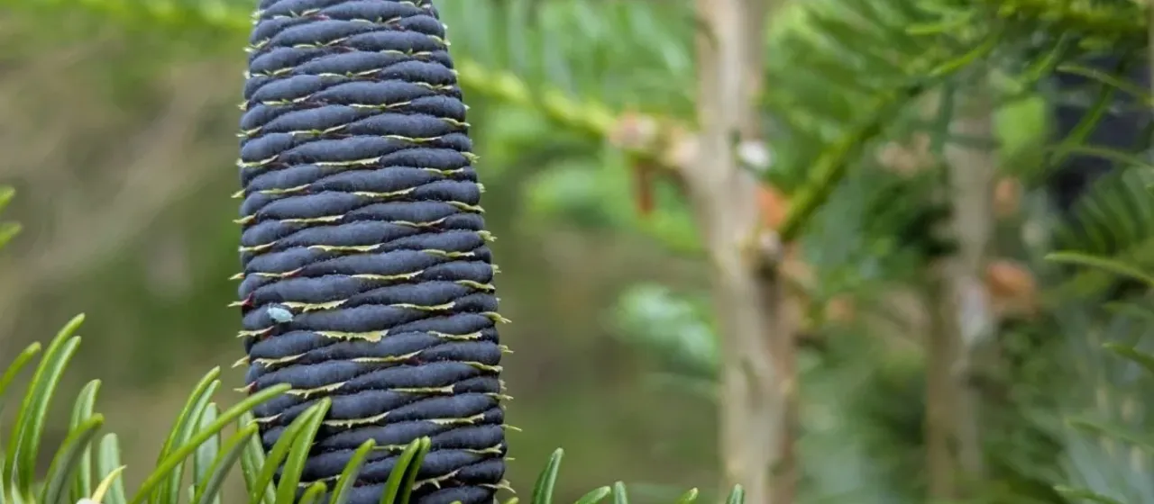 Korean fir