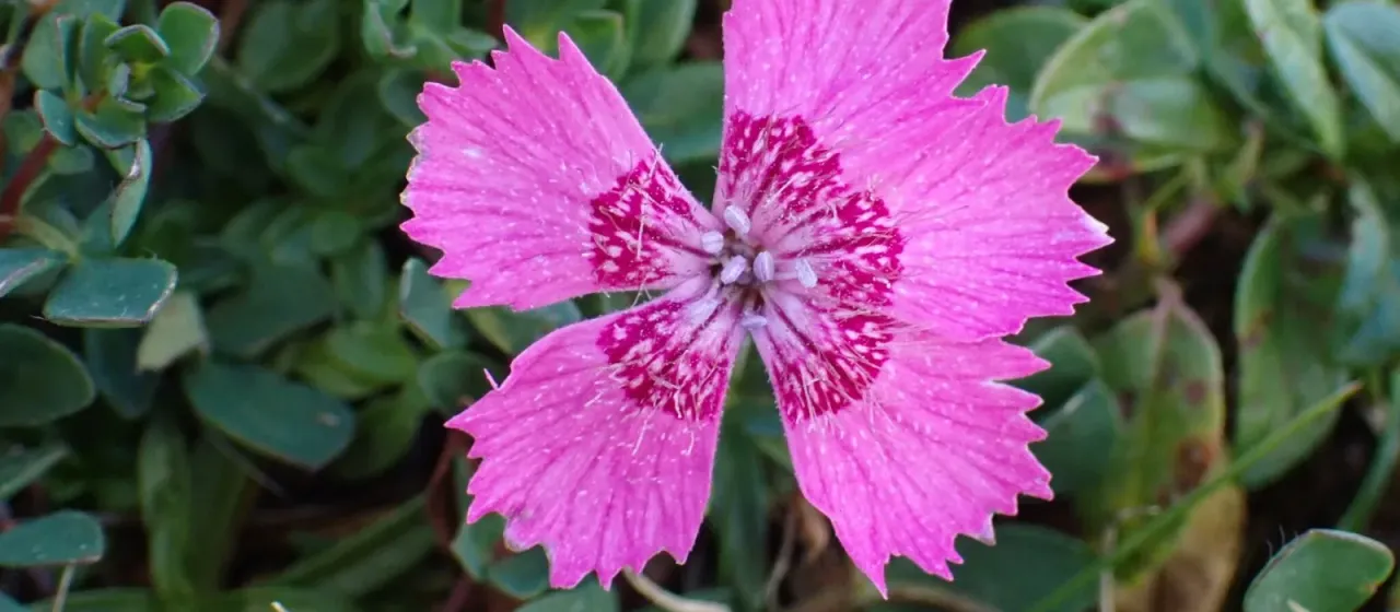 Alpine pink