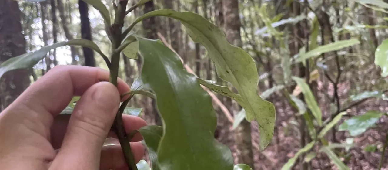 Alseuosmia macrophylla