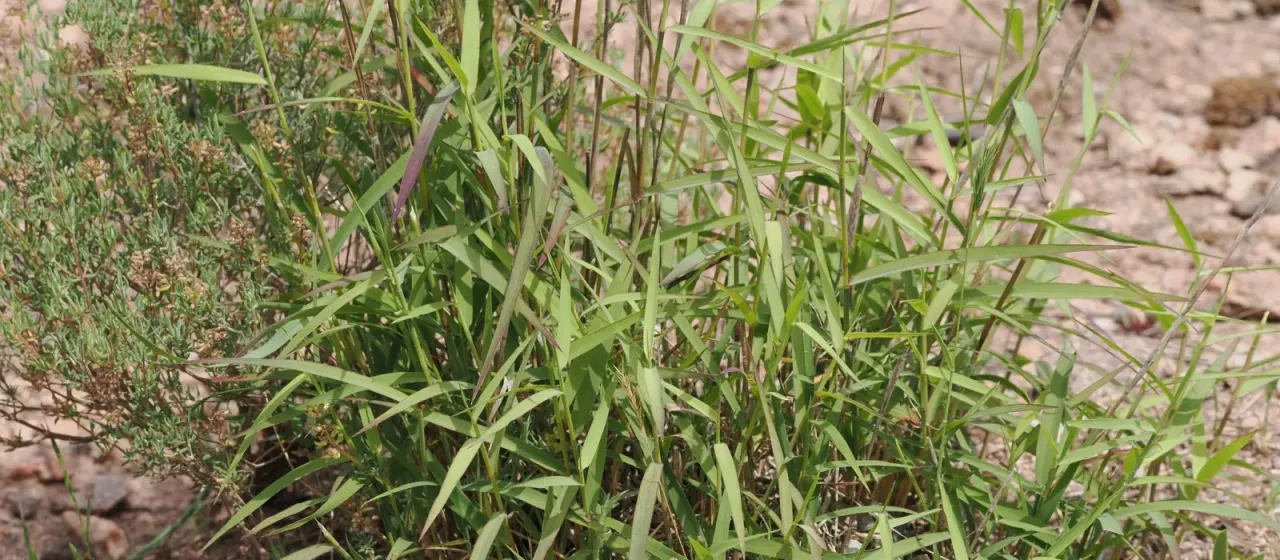 Kengia