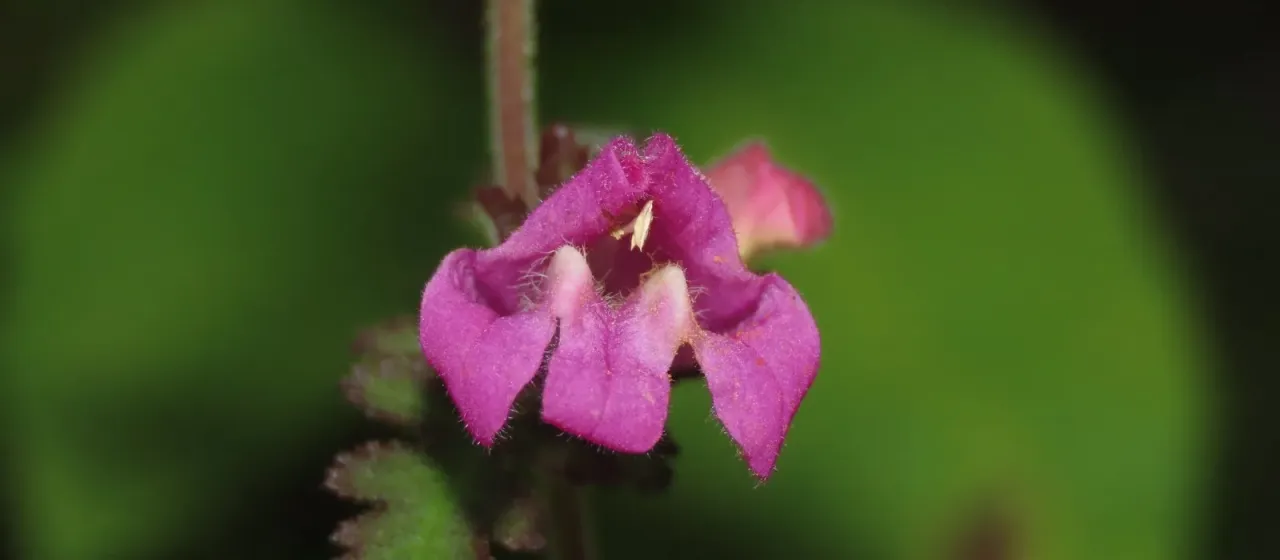 Phtheirospermum japonicum