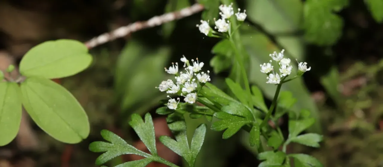 Aegopodium decumbens
