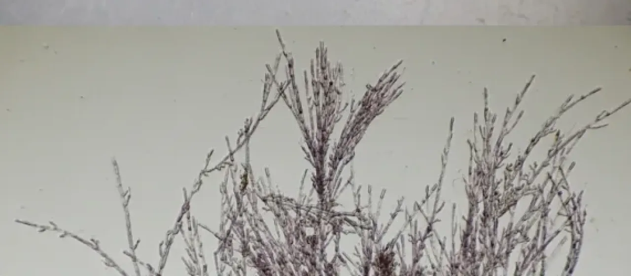Audouinella hermannii