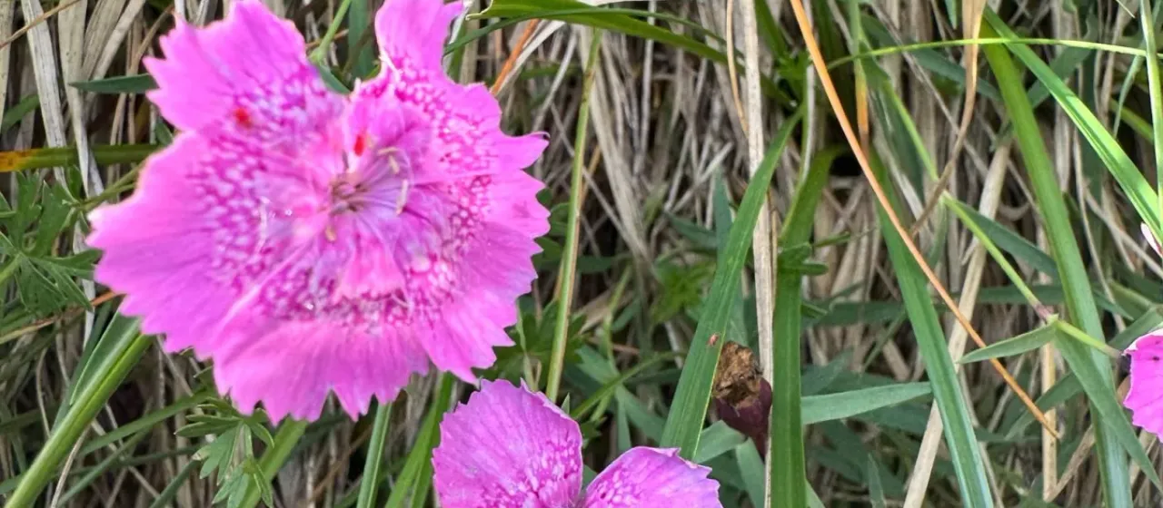 Dianthus callizonus